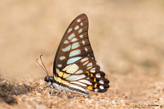 Plancia ëd Graphium chironides (Honrath 1884)