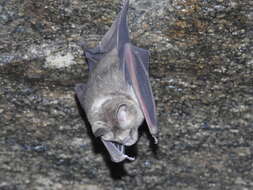 Image of Hipposideros speoris (Schneider ex Schreber 1800)