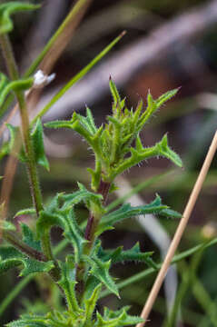 Image of Osteospermum rigidum Dryand. ex Ait.