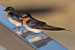 Imagem de Hirundo neoxena Gould 1842