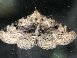 Image of Four-spotted Fungus Moth