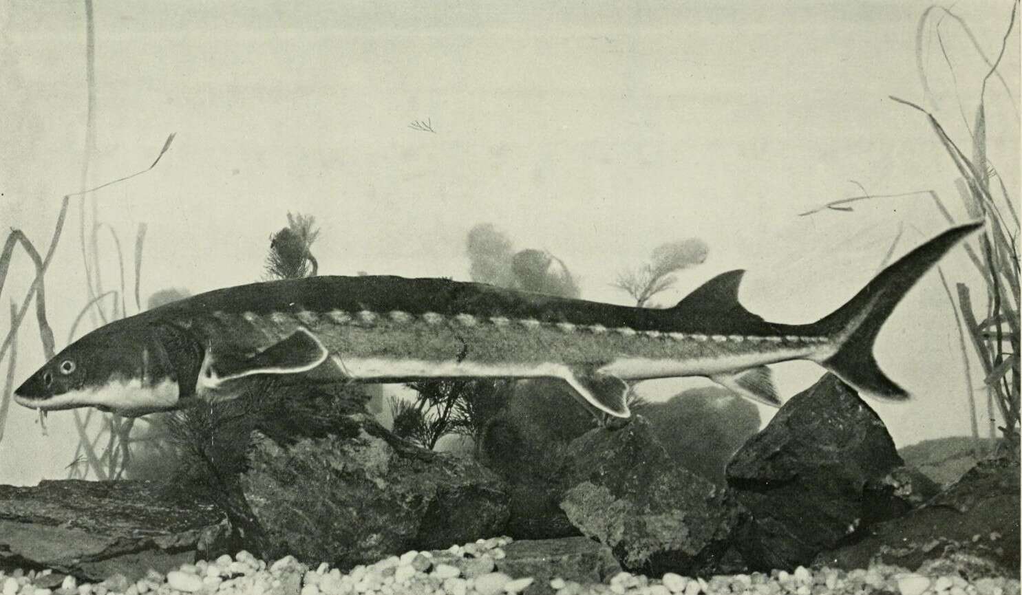 Image of Shortnose Sturgeon