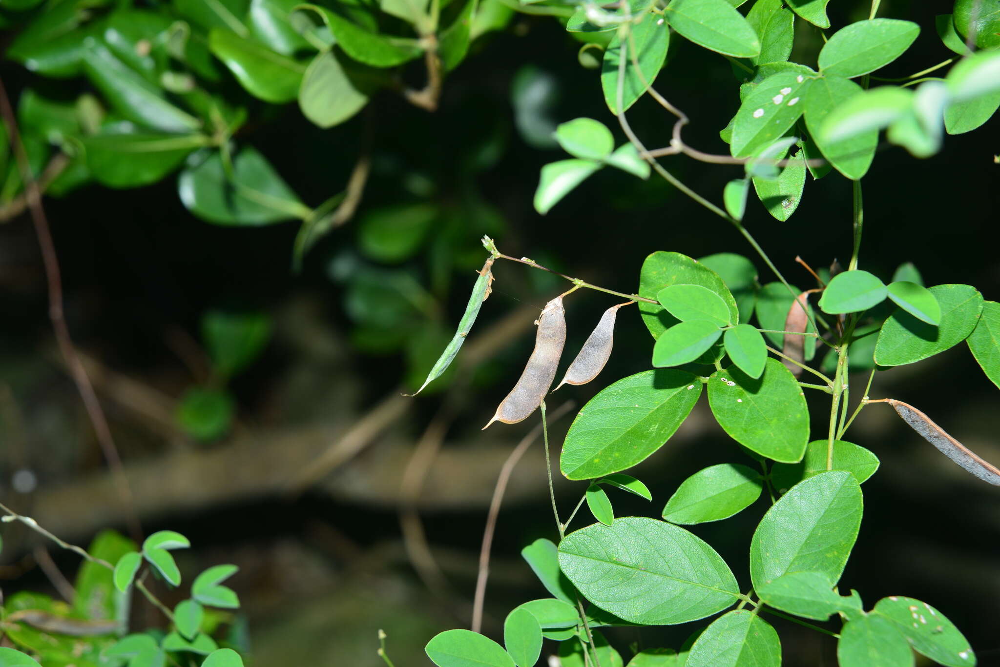 Image of Galactia tenuiflora (Willd.) Wight & Arn.