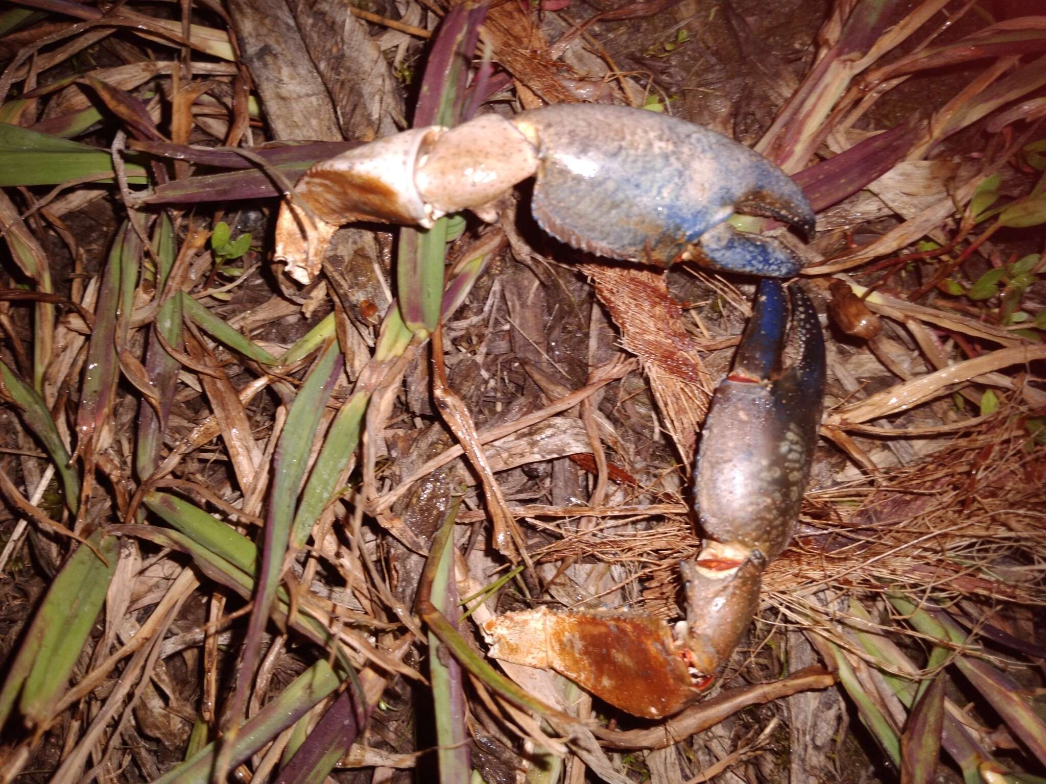 Image of Cherax destructor Clark 1936