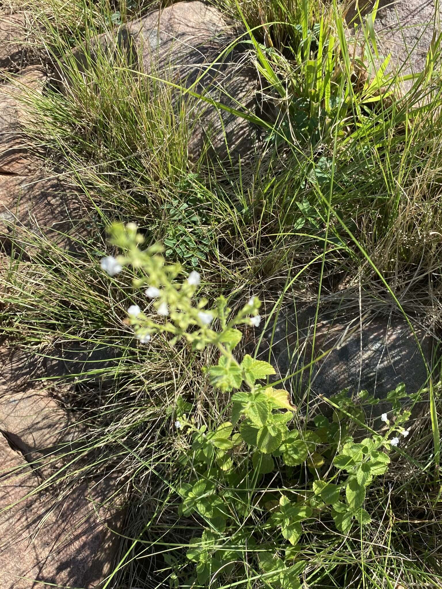 Imagem de Endostemon obtusifolius (E. Mey.) N. E. Br.