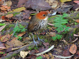 Image of Chestnut-crowned Antpitta