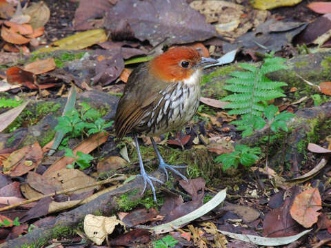 Image of Chestnut-crowned Antpitta