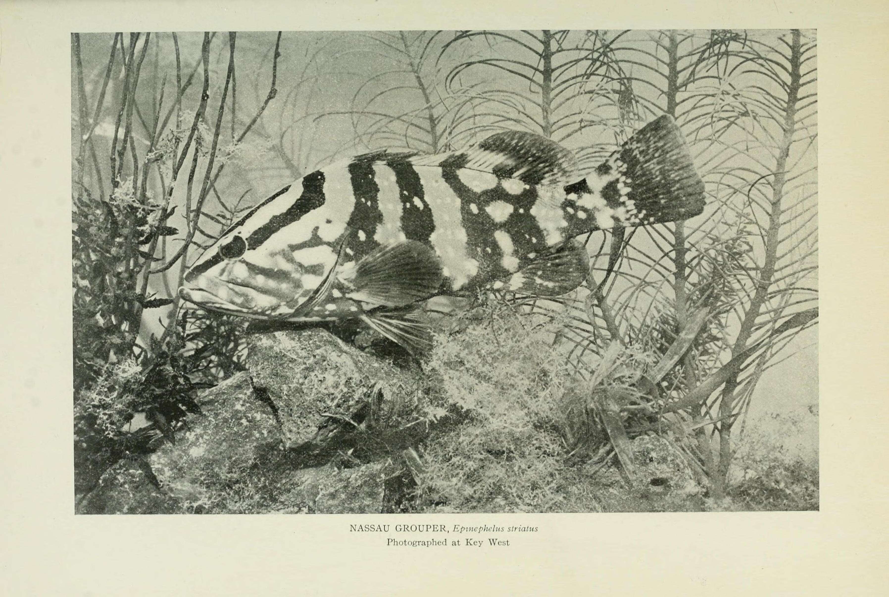 Image of Nassau Grouper