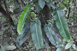 Sivun Philodendron annulatum Croat kuva