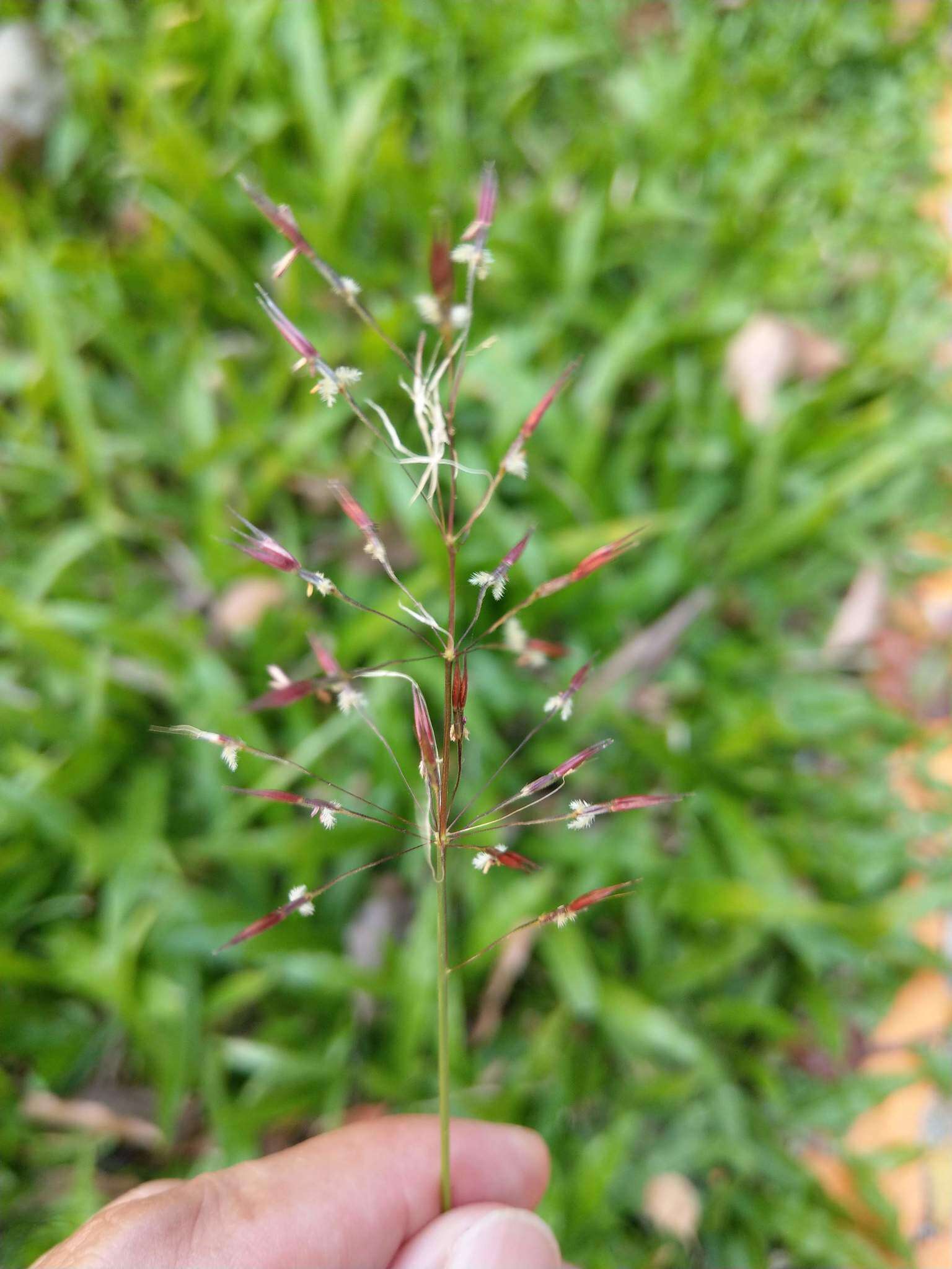 صورة Chrysopogon aciculatus (Retz.) Trin.