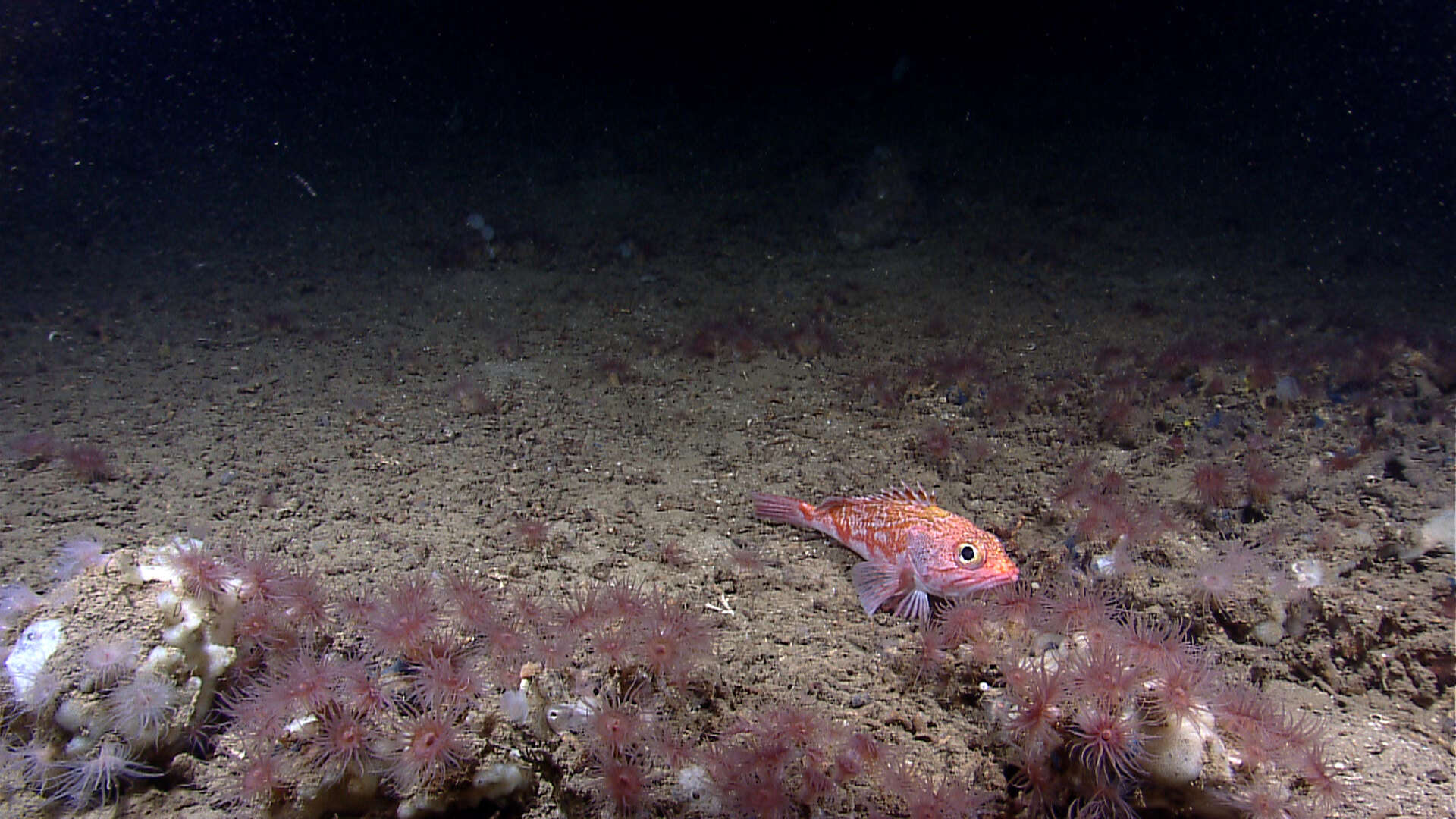 Image of Blackbelly Rosefish