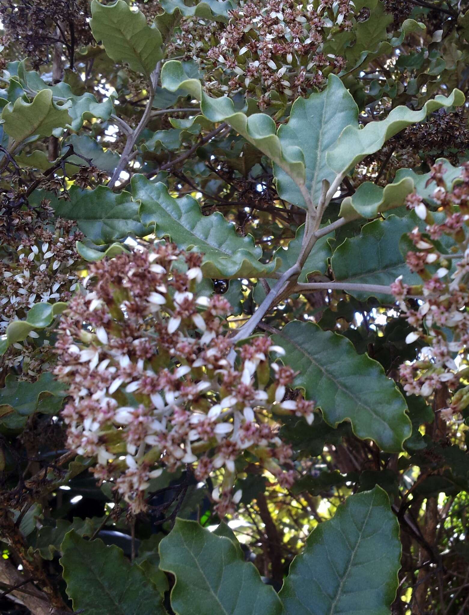 Image de Olearia albida var. angulata (T. Kirk) Allan