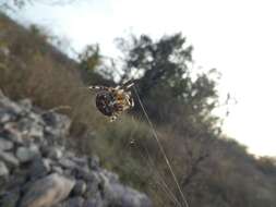 Image of Araneus pallidus (Olivier 1789)