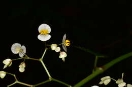 Image of Begonia peruviana A. DC.