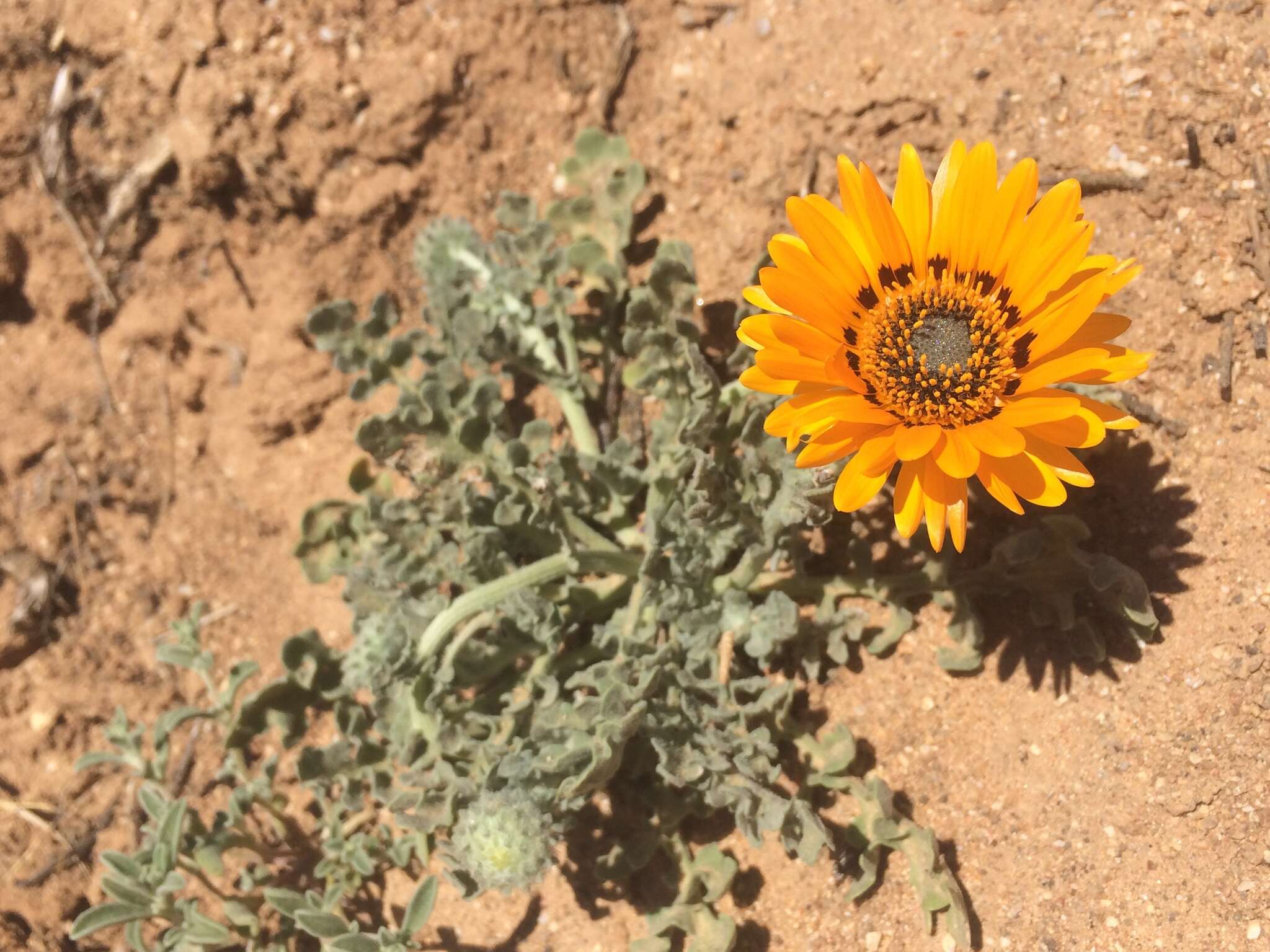 Image of Double Namaqua marigold