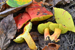 Image de Hortiboletus coccyginus