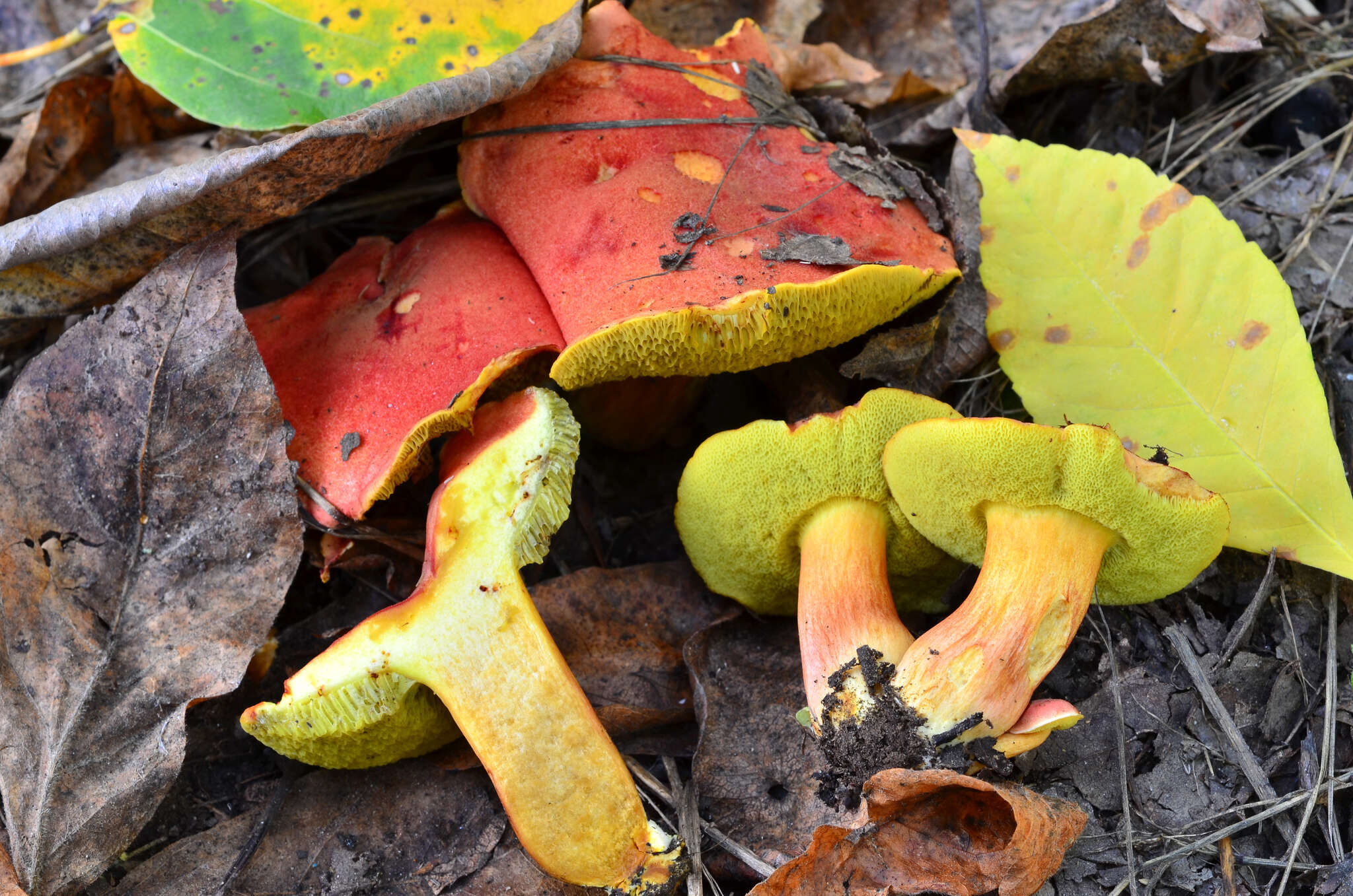 Image de Hortiboletus coccyginus