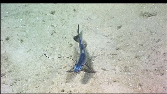 Image of spiderfishes