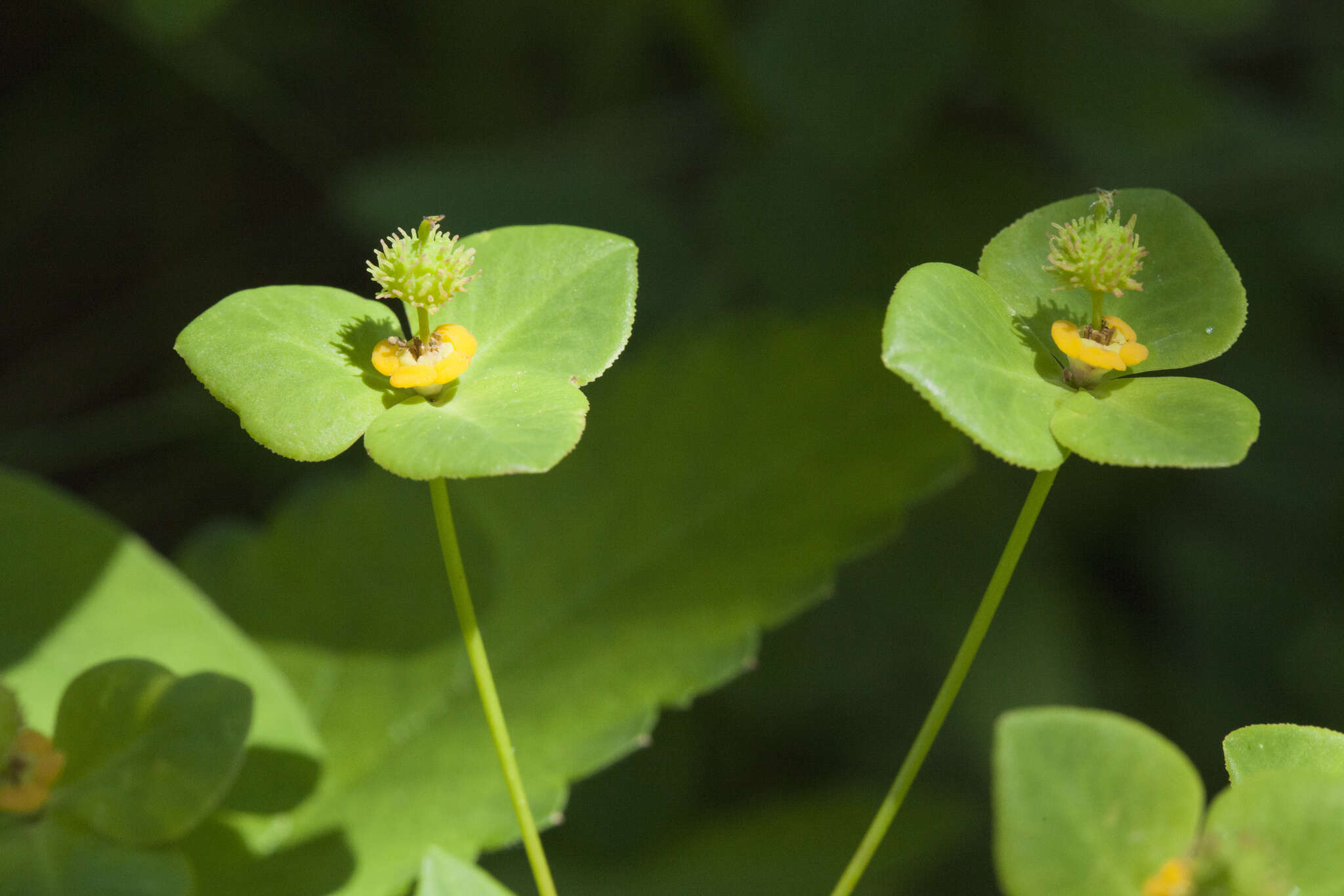 Слика од Euphorbia lucorum Rupr.