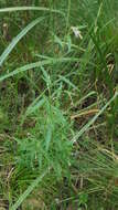 Image of marsh willowherb