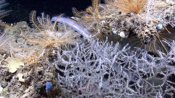 Image of conger eels