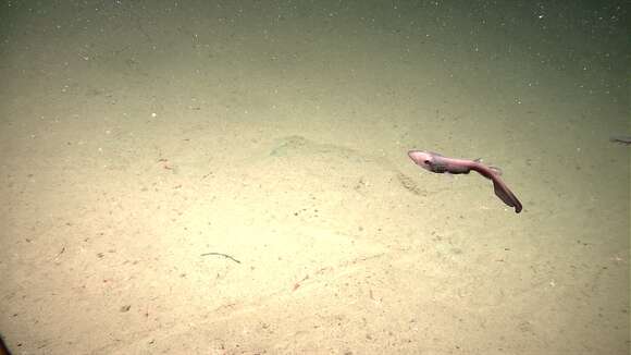 Image of cat sharks