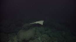 Image of Deepsea Skate