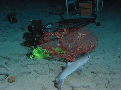 Image of dogfish sharks