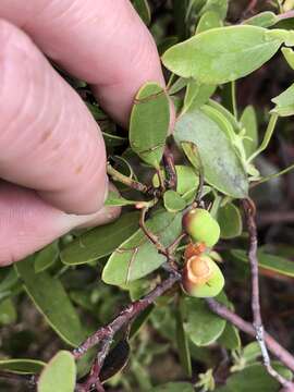 Image of Stanford's manzanita