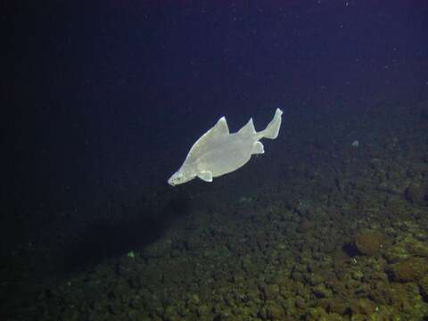 Image of Prickly Dogfish