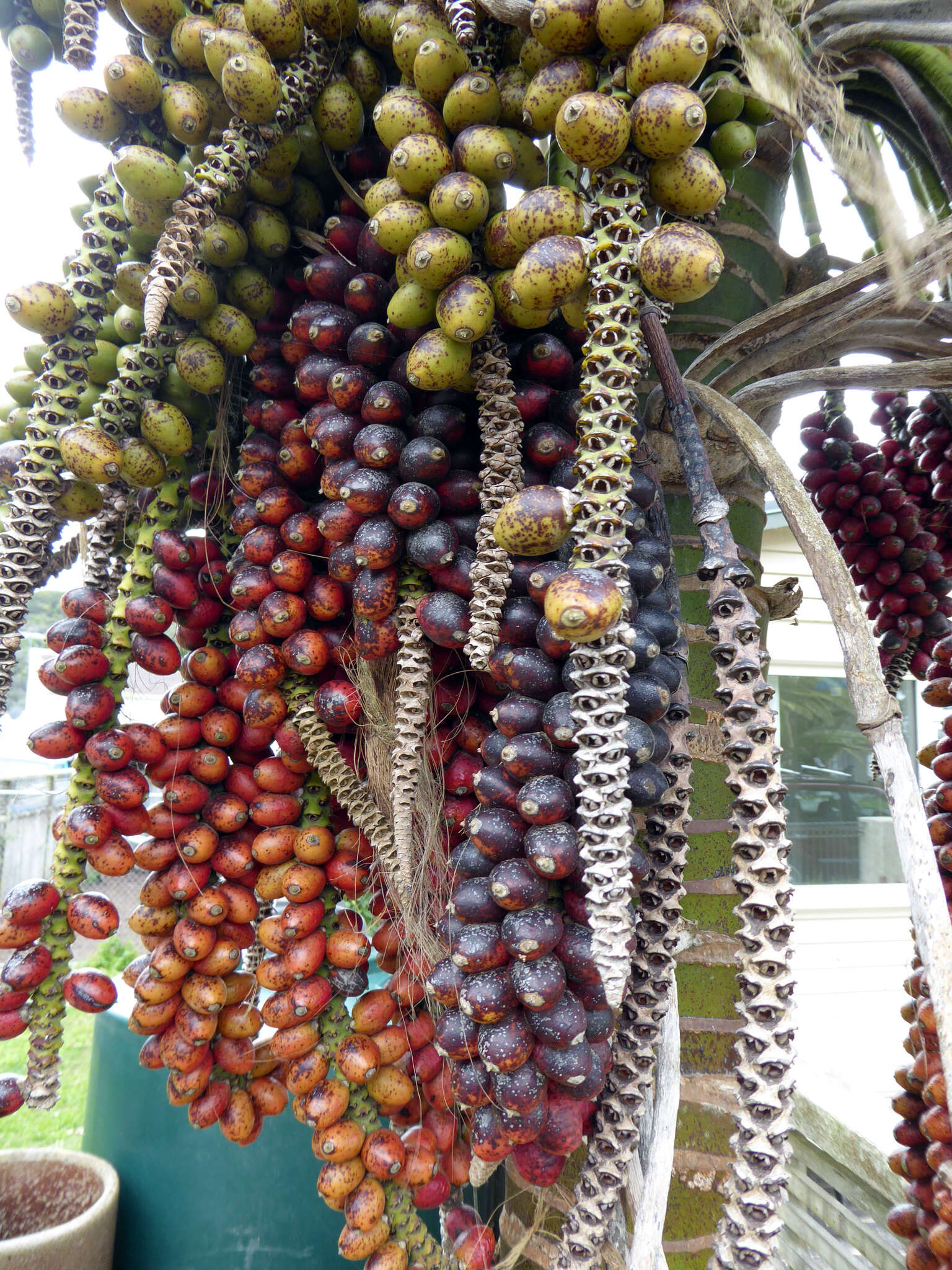 Image of Curly Palm