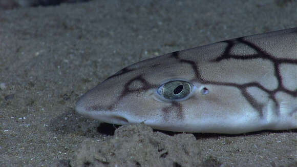 Image of cat sharks