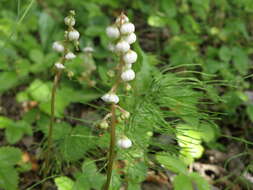 Image of common wintergreen