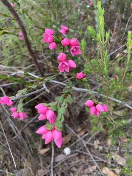 Image of Australian Native Rose