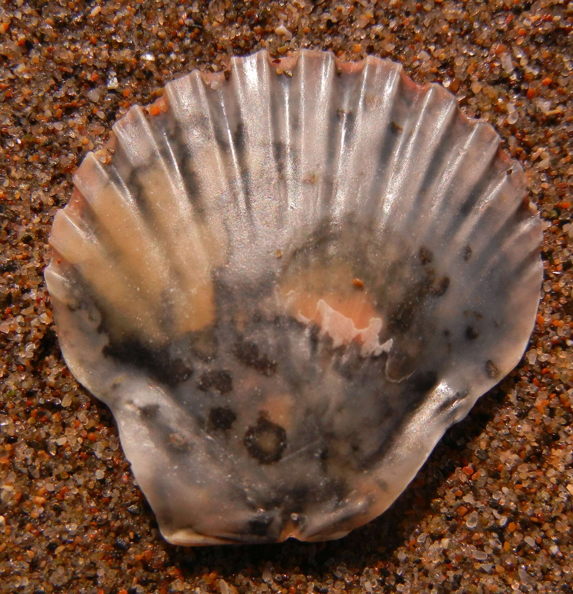 Image of Great Atlantic scallop