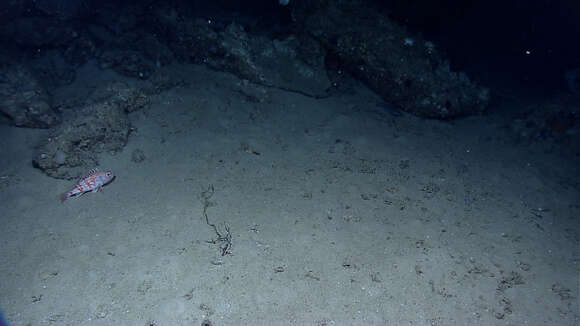 Image of Blackbelly Rosefish