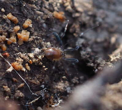 Sivun Mitostoma chrysomelas (Hermann 1804) kuva