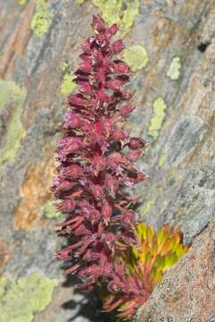 Image of Saxifraga florulenta Moretti