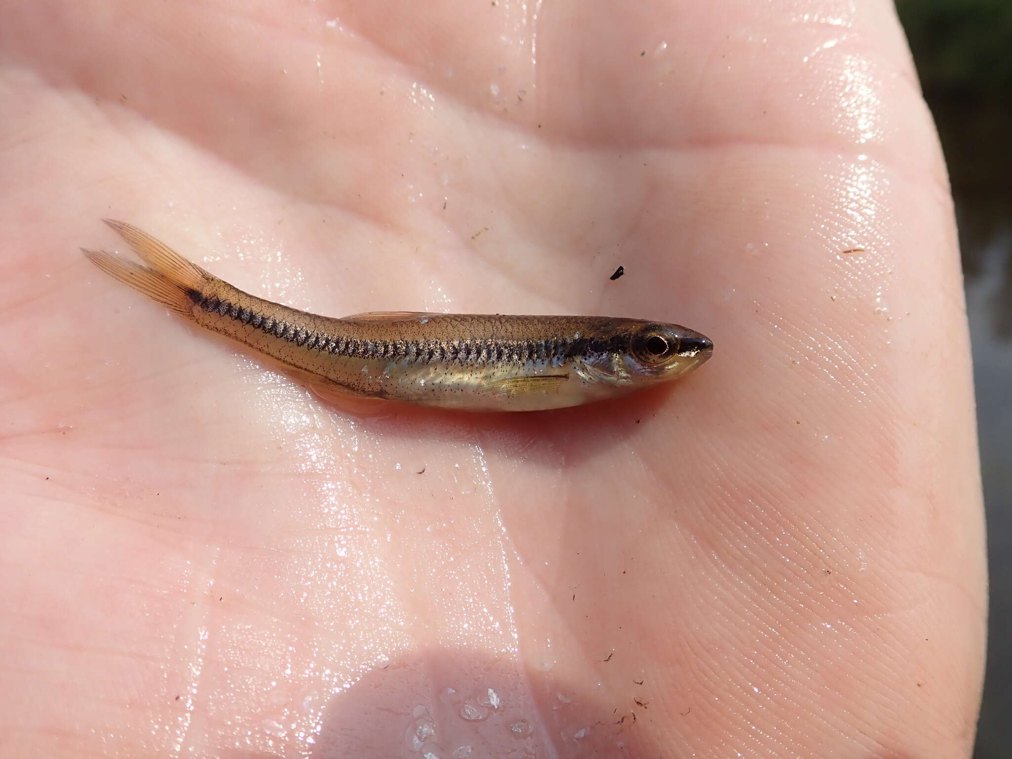 Image of Blacknose Shiner