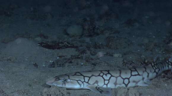 Image of cat sharks