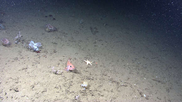 Image of Blackbelly Rosefish