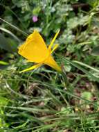 Image of petticoat daffodil