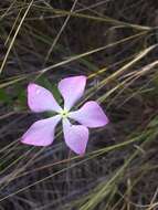 Imagem de Catharanthus lanceus (Boj. ex A. DC.) Pichon