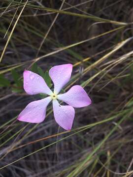 Image de Catharanthus lanceus (Boj. ex A. DC.) Pichon