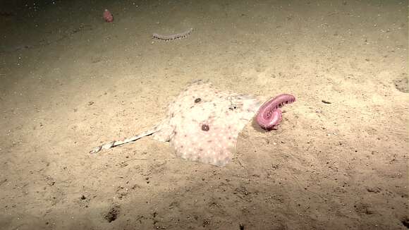 Image of sea cucumbers