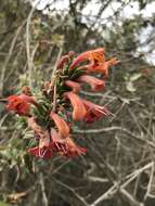 Image de Clinopodium speciosum (Hook.) Govaerts