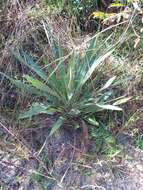 Image of Yucca filamentosa var. filamentosa