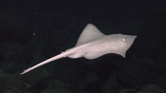 Image of Deepsea Skate