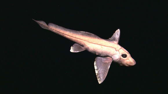 Image of Subterbranchialia