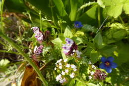 Image de Anchusella variegata (L.) M. Bigazzi, E. Nardi & F. Selvi